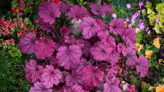 Plántalas en octubre y disfruta de sus flores desde ahora hasta la primavera: 5 plantas que resisten el invierno