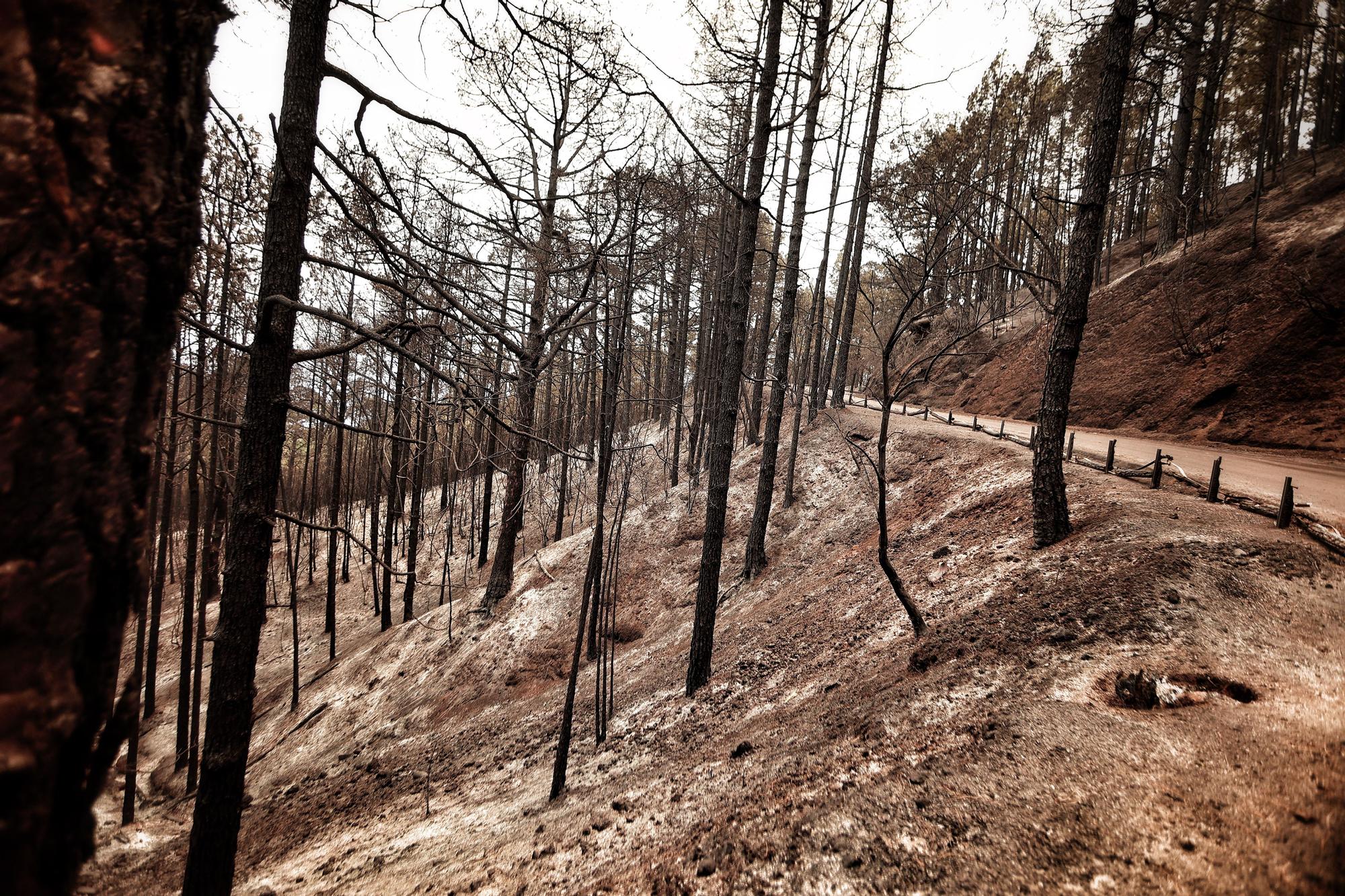 Evolución del incendio en Tenerife