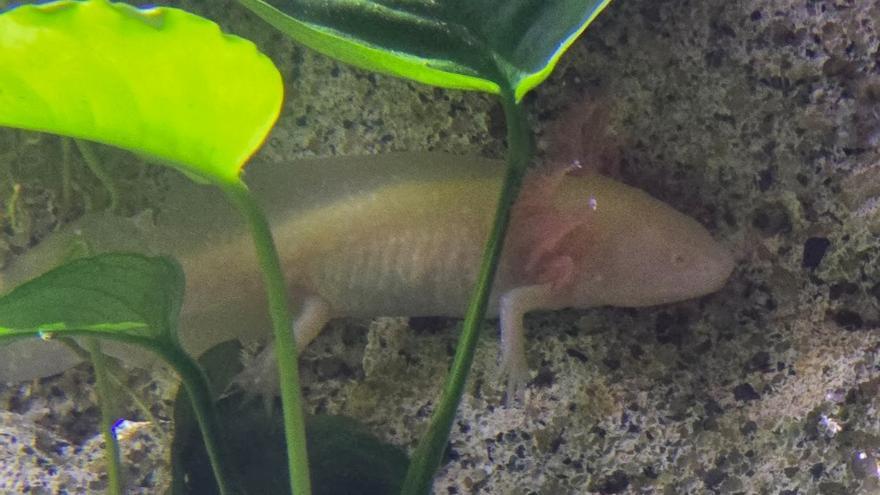 El ajolote mexicano, nueva estrella del Acuario O Grove
