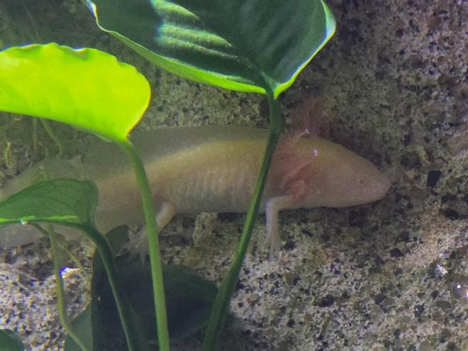 El ajolote mexicano, nueva estrella del Acuario O Grove