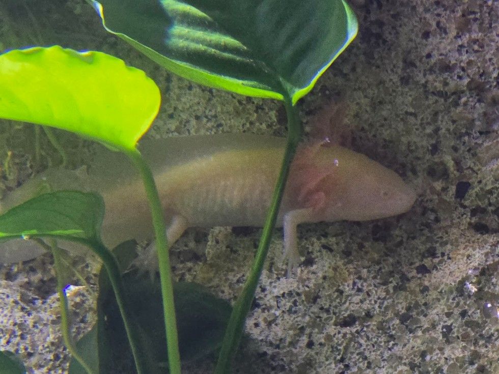 Las instalaciones del Acuario O Grove, en Punta Moreiras.