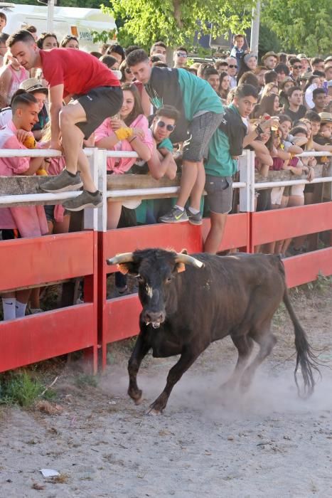 Les vaquetes de Santpedor en imatges