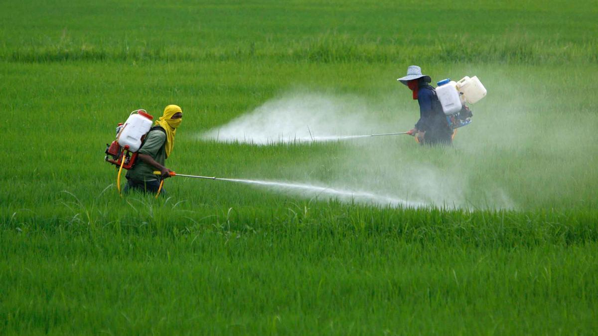 Agricultores aplicando pesticidas.