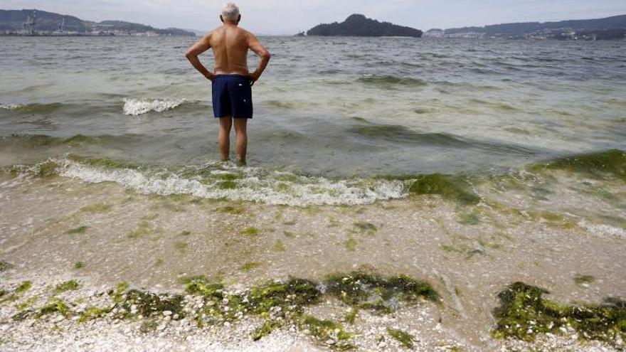 Proliferación de algas en uno de los arenales de Poio, donde ayer el agua registró temperaturas anormalmente elevadas.
