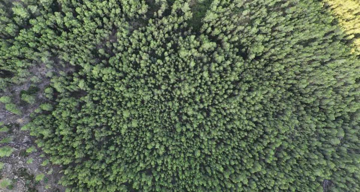 Vista del estado actual de la masa forestal de la Ombria del Benicadell.