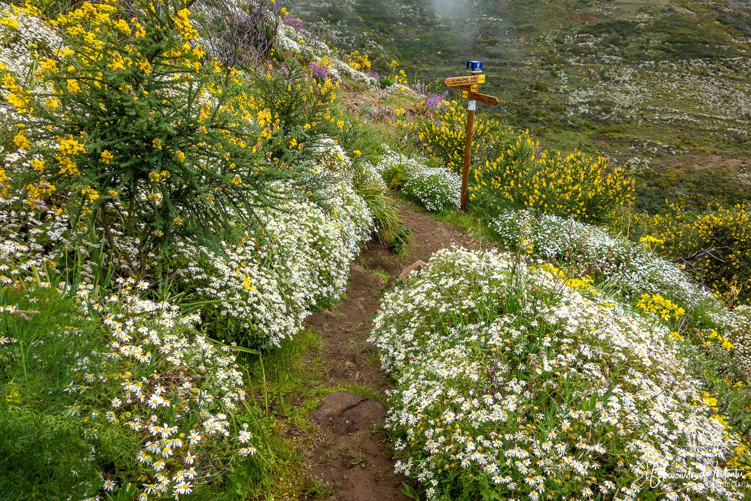 Ruta entre los Llanos de Ana López y Degollada Becerra, en Gran Canaria