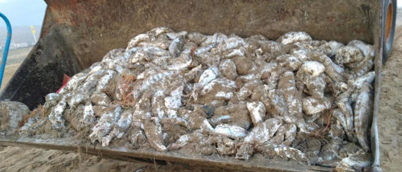 El servicio de limpieza del Ayuntamiento de San Bartolomé de Tirajana retira de la orilla de la playa más de 1.500 kilos de pescado muerto.
