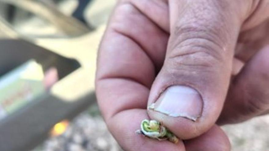 Las heladas estropean la cosecha de la almendra en la Vall d'Albaida y la Costera
