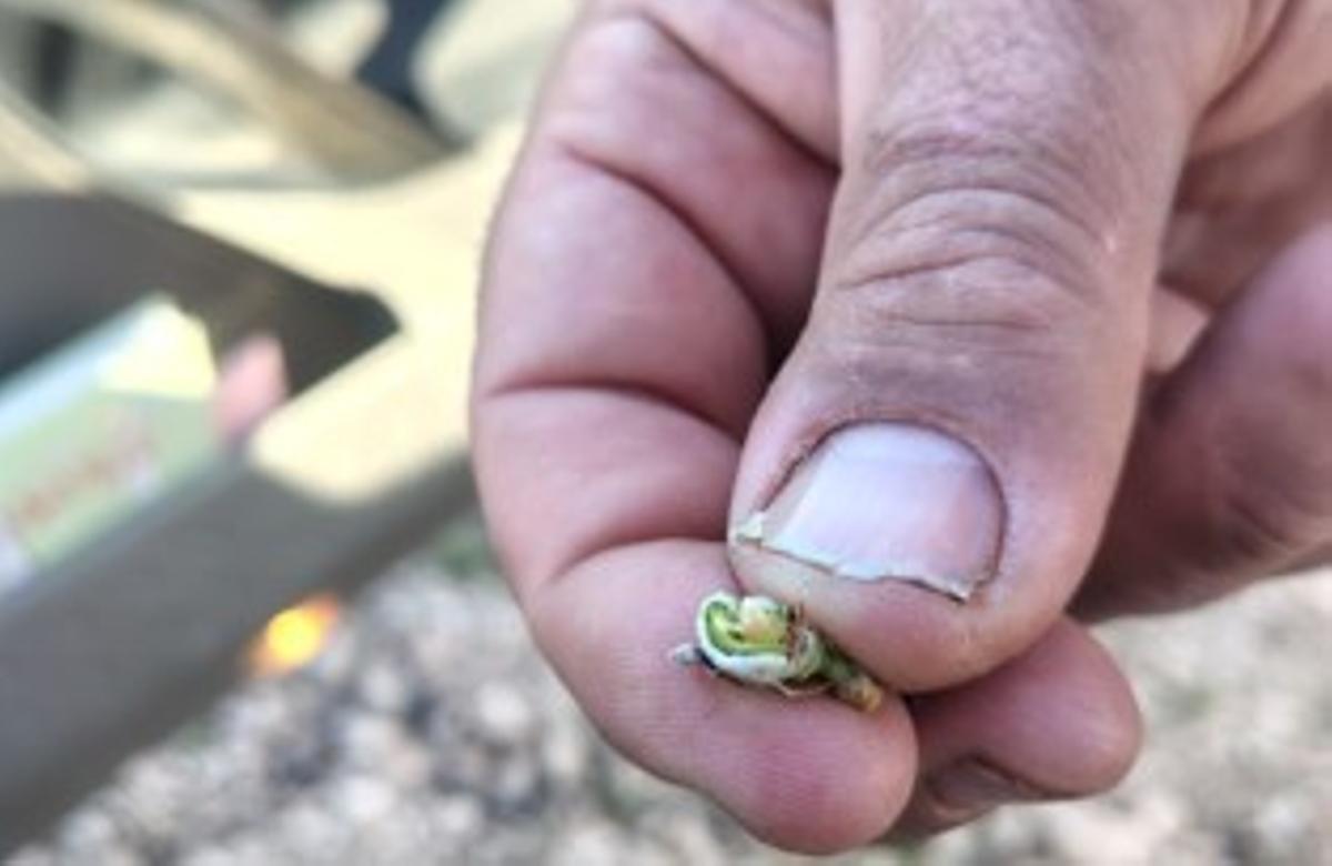 Almendra afectada por la helada