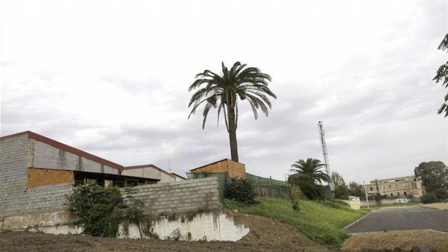 El Ayuntamiento de Badajoz alerta de la presencia de picudo rojo en palmeras de la ciudad