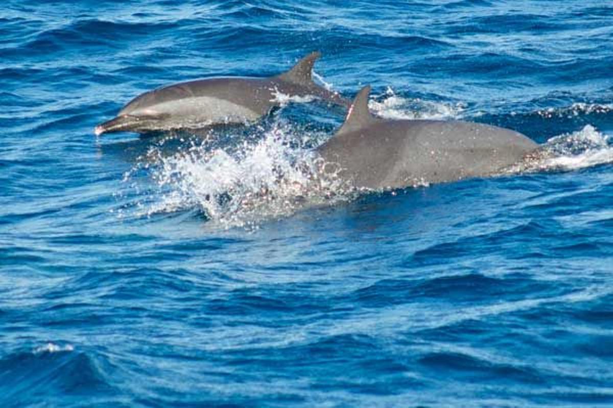Parque Nacional Marino de Wakatobi Viajar