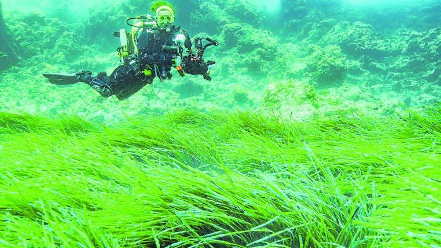 El bautismo de buceo es una oportunidad para descubrir la Posidonia oceánica desde el fondo del mar. | SCUBA IBIZA