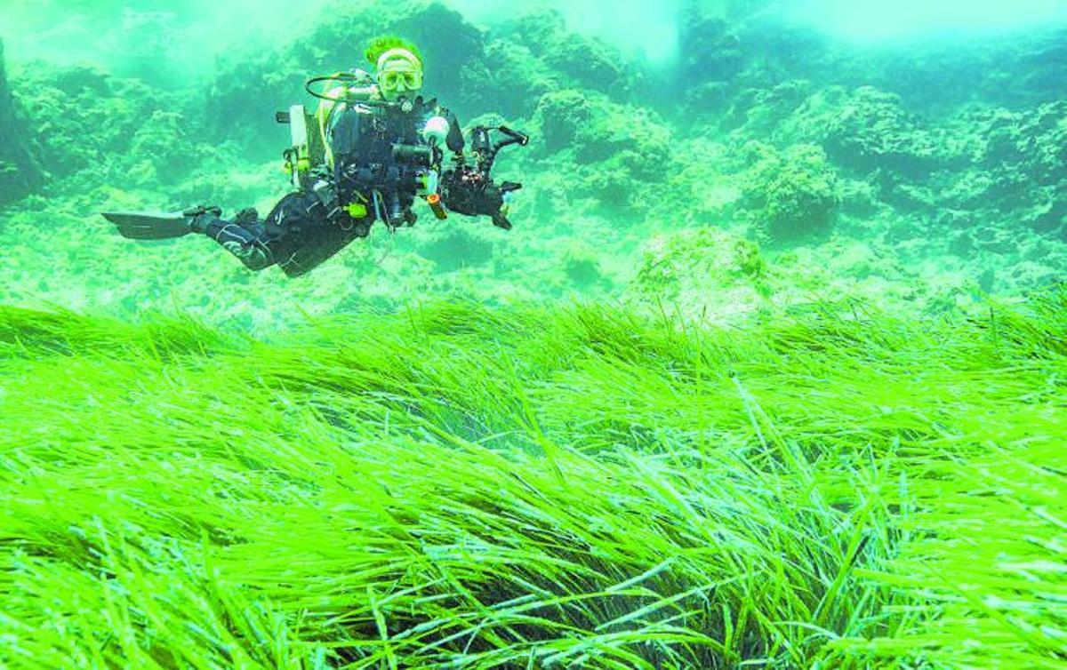 El bautismo de buceo es una oportunidad para descubrir la Posidonia oceánica desde el fondo del mar. | SCUBA IBIZA