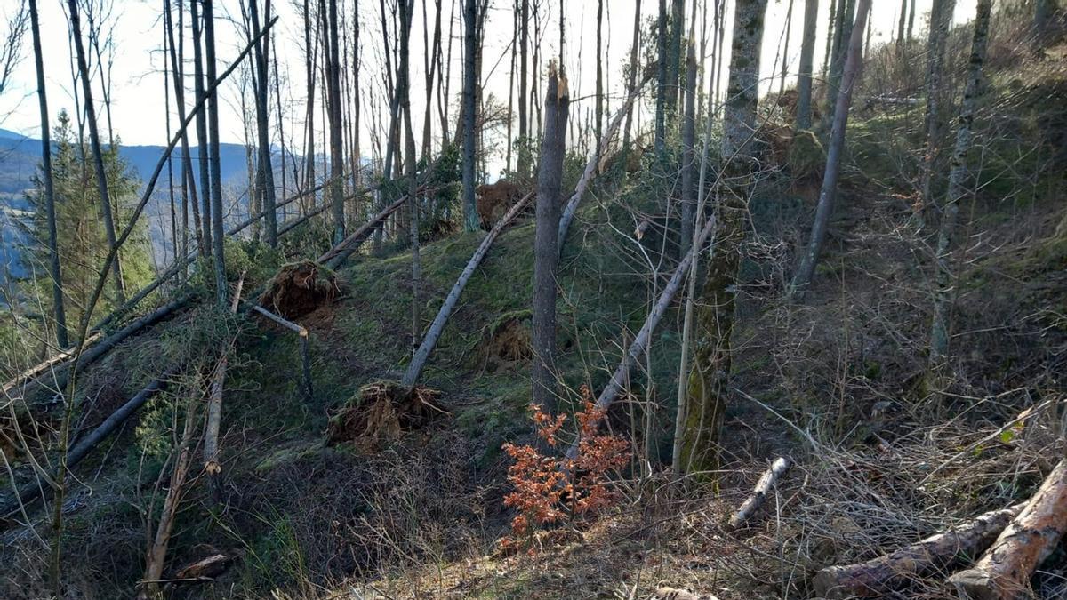 Les fotos de l'afectació al bosc després de la ventada al Ripollès