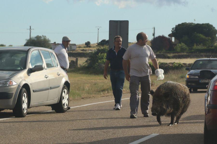 Un jabalí por la carretera de Pereruela