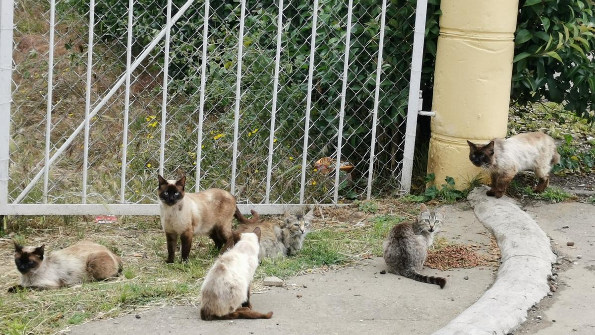 Colonia de gatos ferales en la Dehesilla de Calamón.