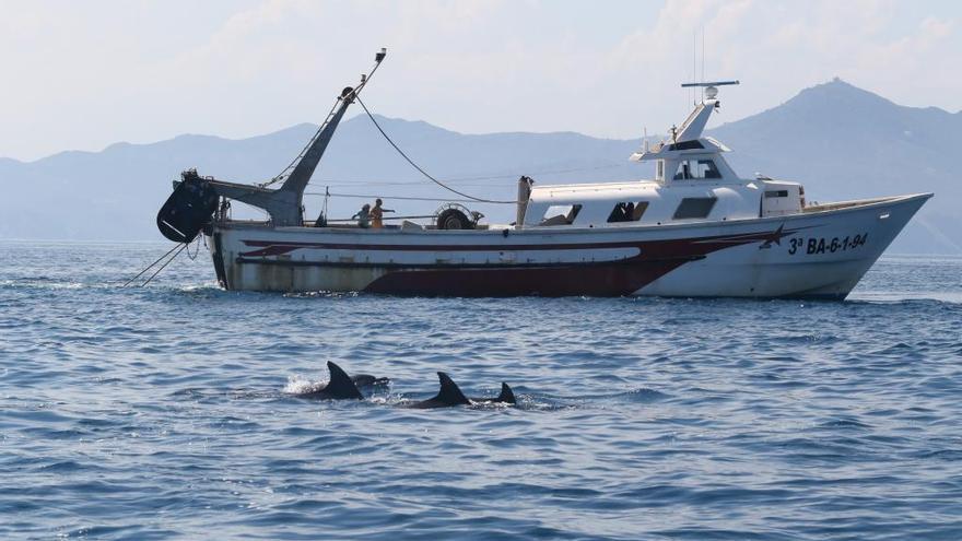 Dofins de Tramuntana se centra en la conservació i l&#039;estudi del dofí mular