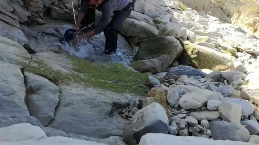 Salvando vidas de barbos en la Pedrera