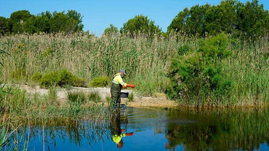 En la imagen, un técnico de Lokímica realiza trabajos de control de mosquitos mediante la aplicación de larvicida.