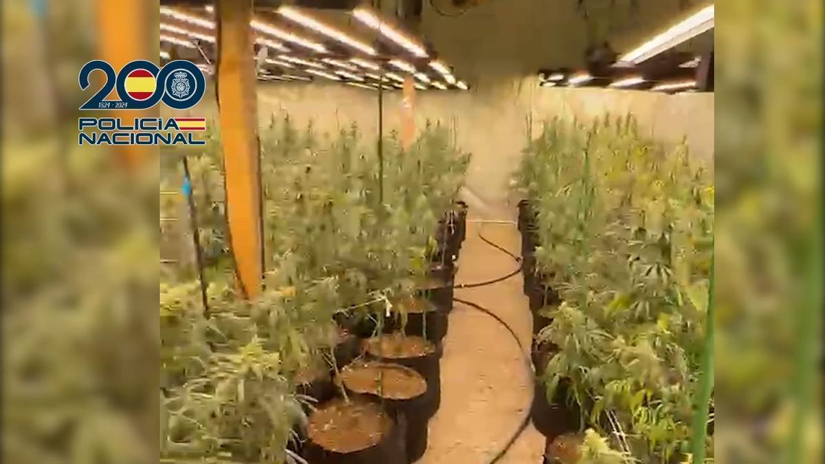 La policía desmantela una plantación 'indoor' en Usera con casi 1.000 plantas