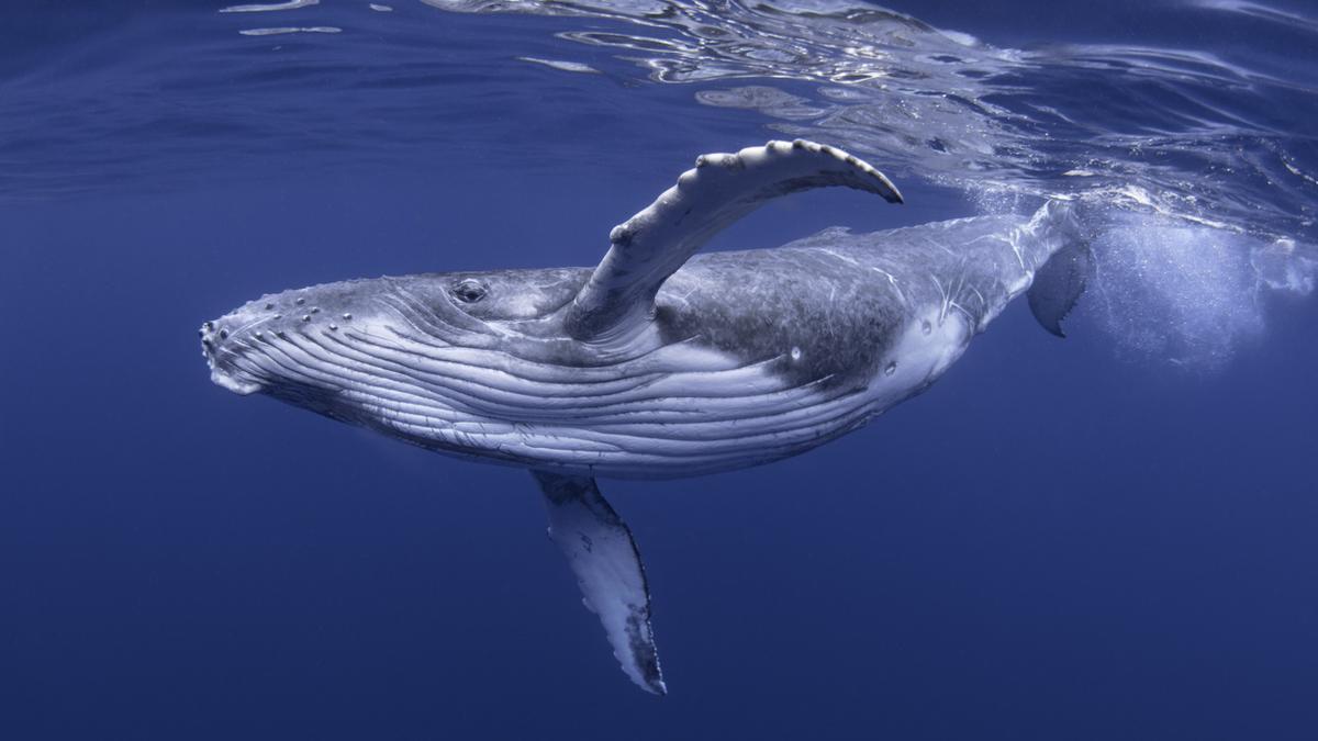 Descubren el significado del canto de las ballenas, uno de los grandes misterios de la naturaleza