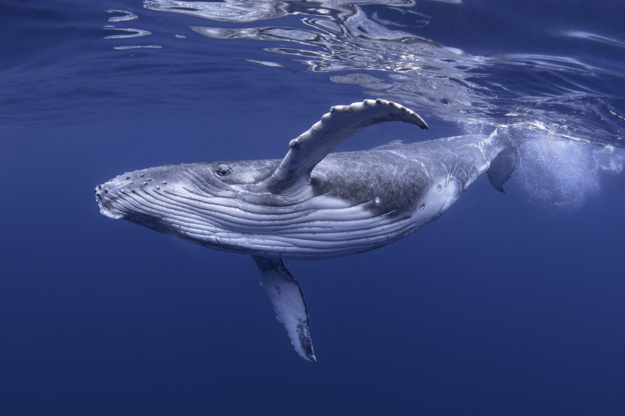 Un reciente estudio científico explica por qué las ballenas pueden cantar sin ahogarse.