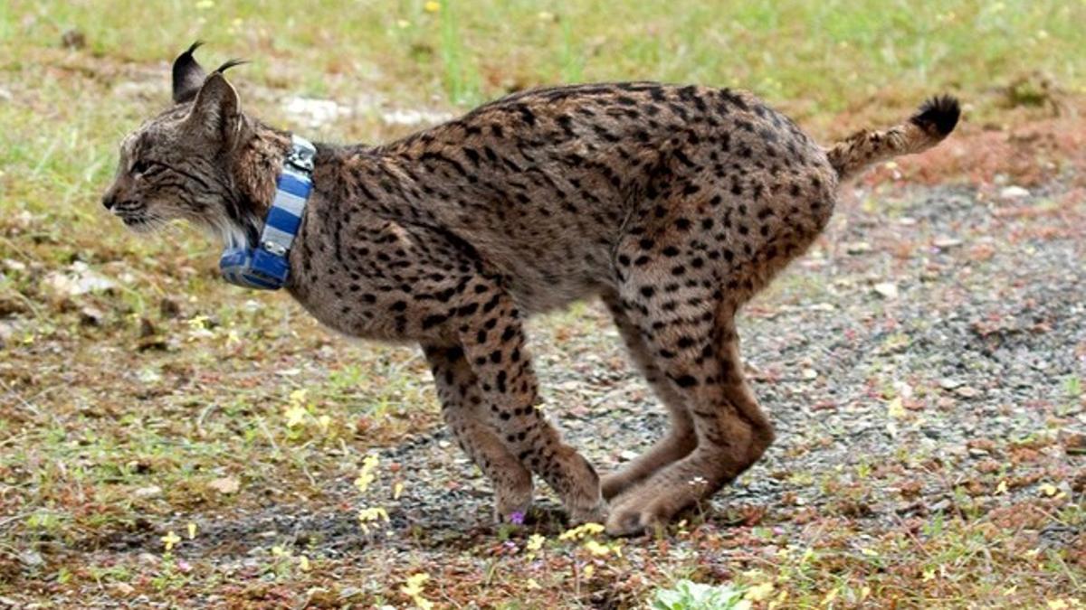 Uno de los linces reintroducidos en la zona cordobesa de Guadalmellato, el día en que fue liberado, el pasado abril.