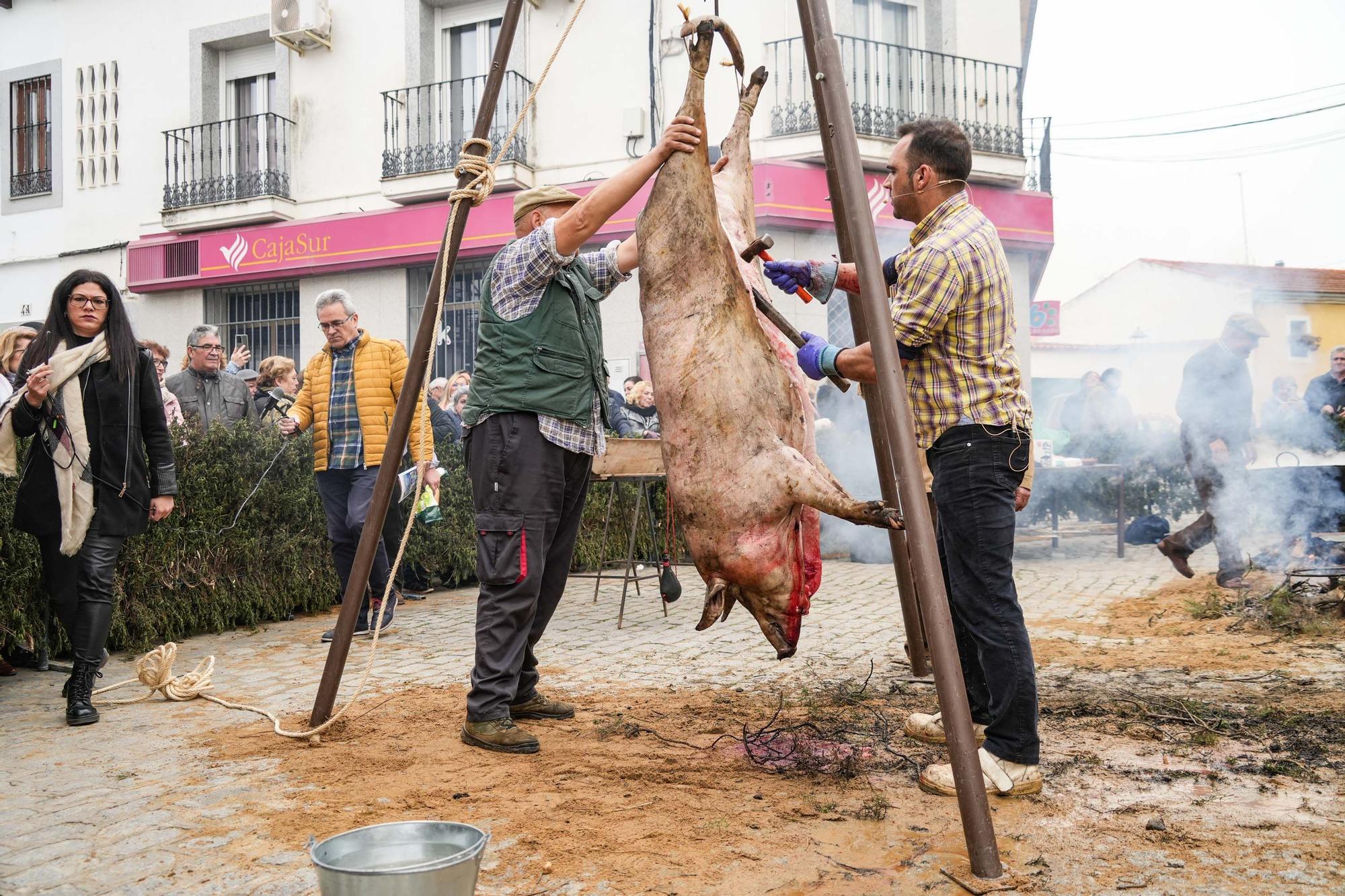 La fiesta de la matanza de Alcaracejos