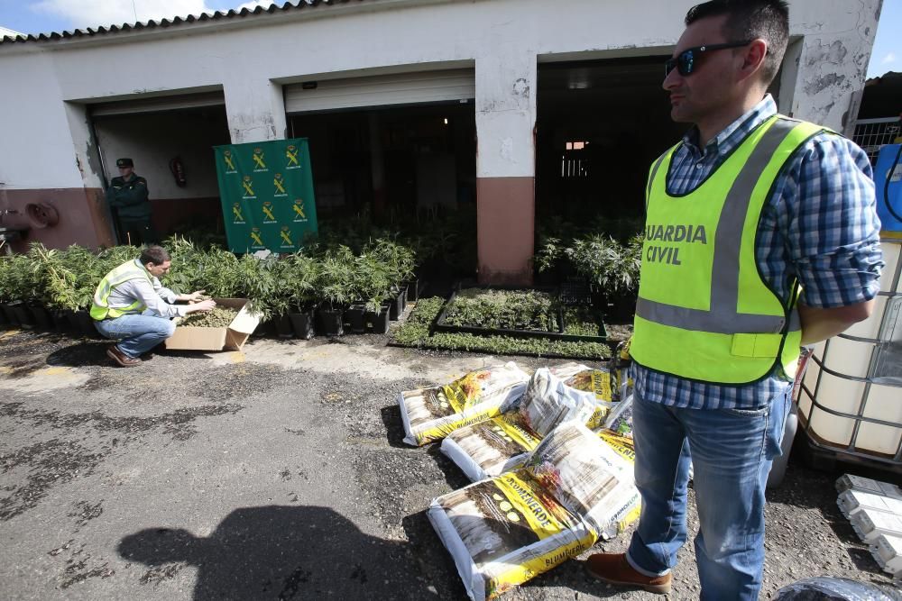 La Guardia Civil interviene en Porriño la mayor plantación de marihuana de Galicia