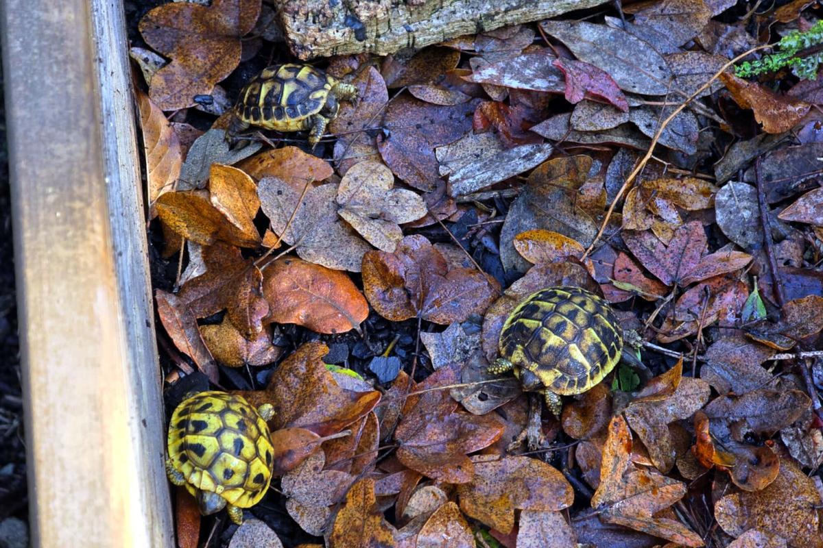 Imatge de tres tortugues mediterrànies molt joves del Centre de Reproducció de Tortugues de l’Albera