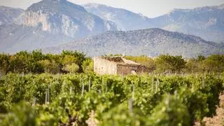 Agricultura desestima un parque solar en Binissalem porque la finca es productiva