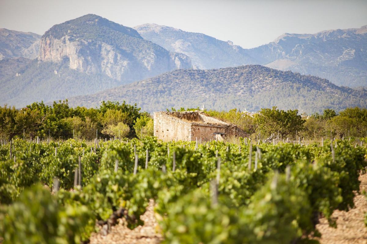 Imagen de un terreno rústico en el municipio de Binissalem.