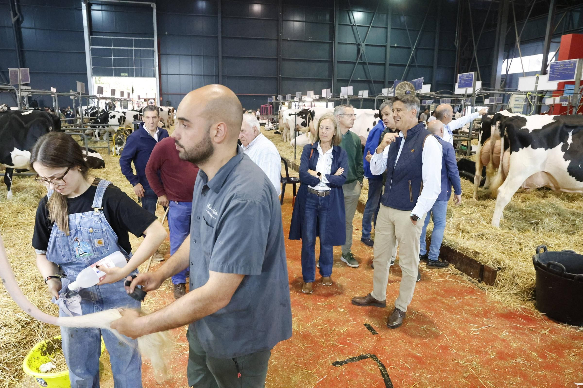 El concurso en Gijón de la mejor vaca de Asturias, en imágenes