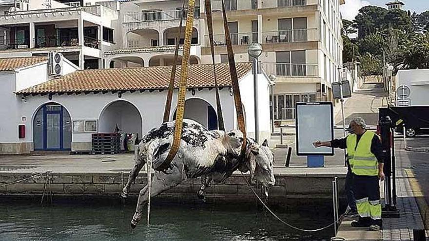 Retiran del mar vacas muertas en el moll de Cala Rajada