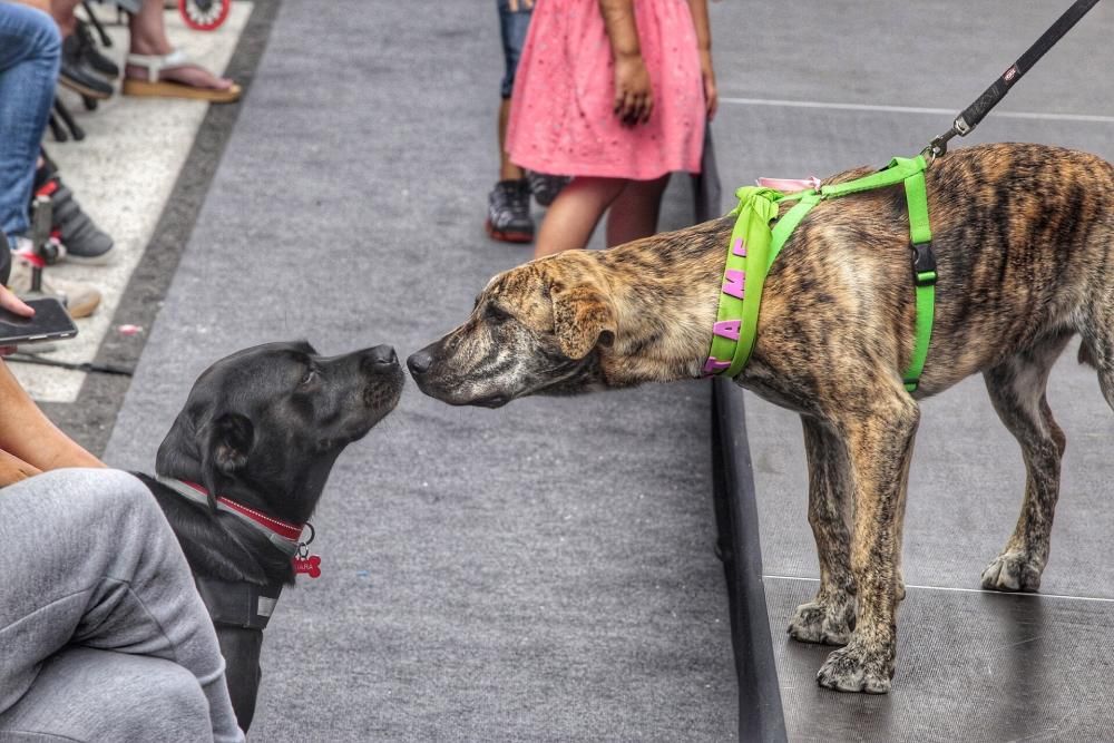 Pasarela de adopción de mascotas en Los Realejos