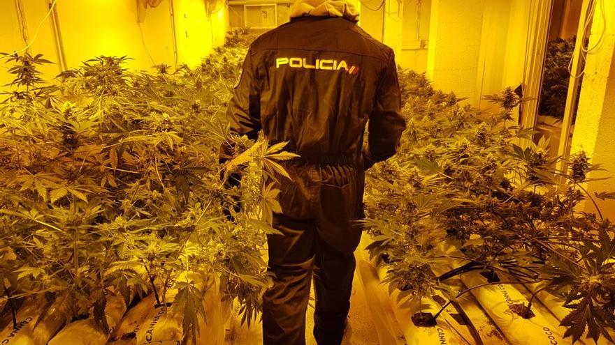 Desmantelado un cultivo interior de marihuana con 600 plantas en Castelló