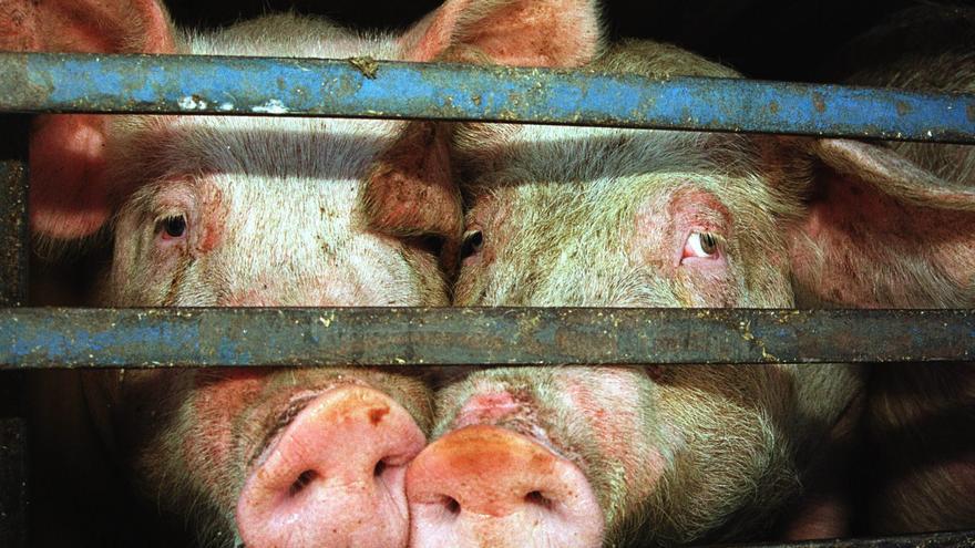 Robo de cerdos en Málaga: cae una banda con 264 cabezas porcinas, droga y billetes falsos