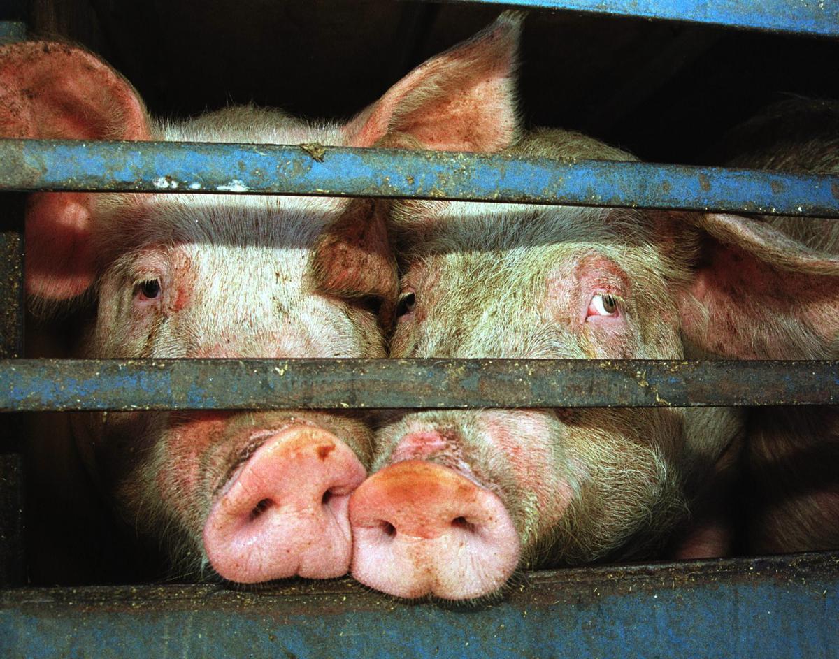 Dos cerdos asomando el hocico tras una valla.