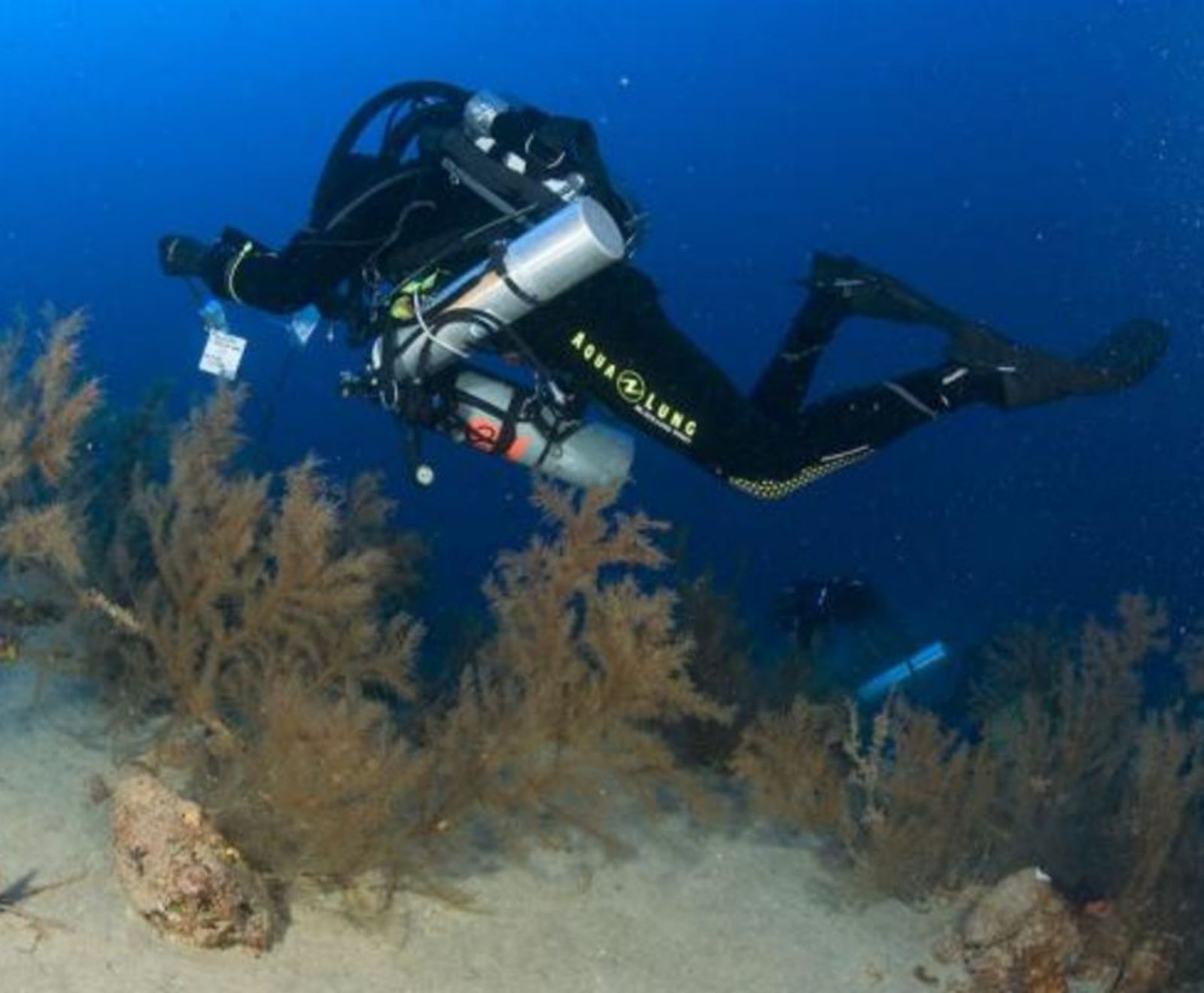 Buceadores durante la inspección en un bosque de coral negro. | | ULPGC