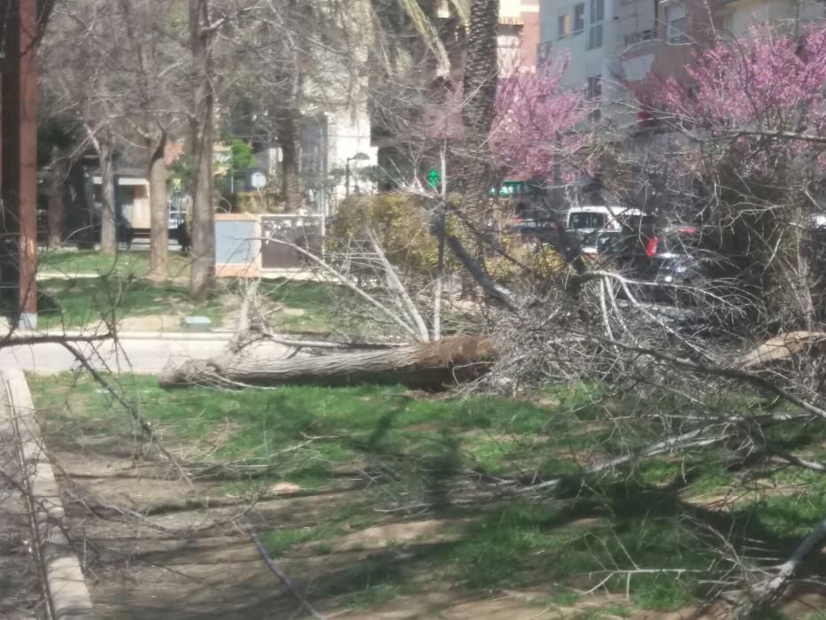 Caída de un árbol en el Parque de Benalúa en Alicante