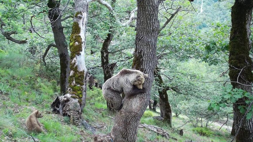 Graban por primera vez en a dos osas con tres cachorros cada una en el Pirineo