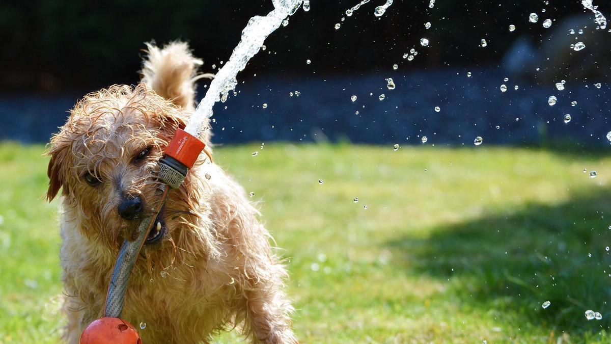 Los riesgos para la salud de tu perro este verano.