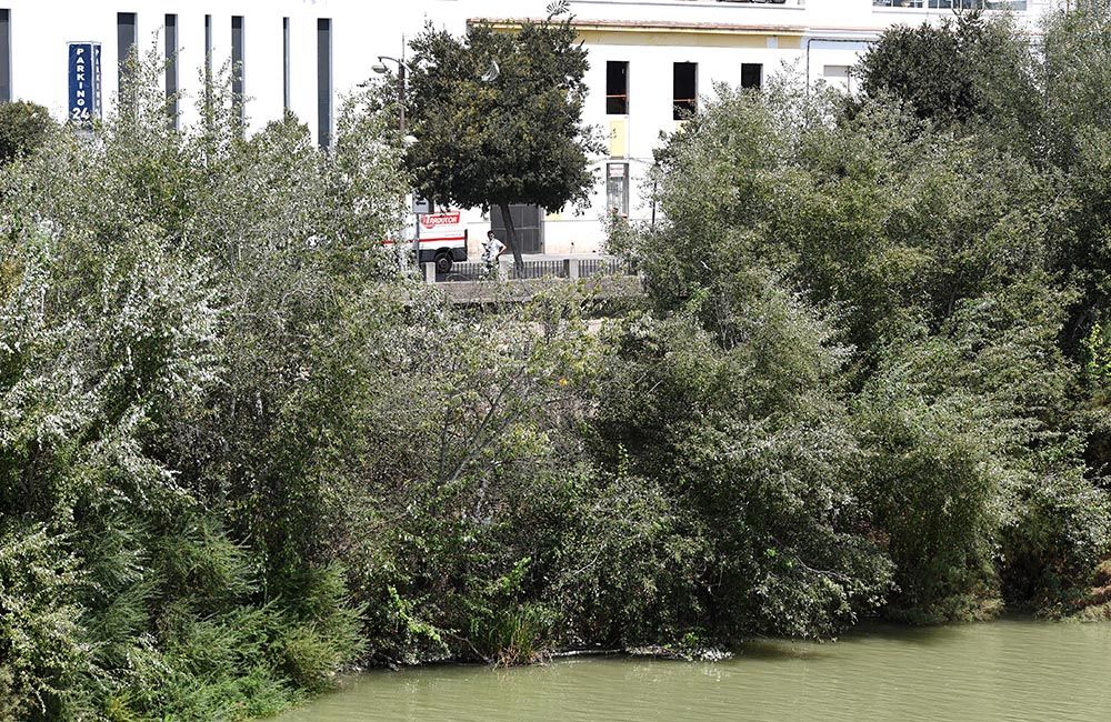 El Guadalquivir, un río frondoso a su paso por Córdoba