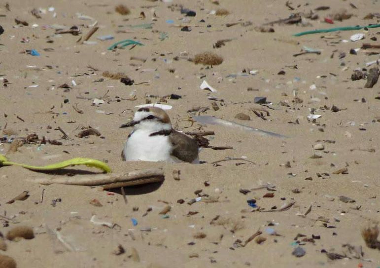 Más de tres mil fragmentos de plástico por metro cuadrado se pueden encontrar en la arena de la playa situada junto a la desembocadura del Segura en Guardamar