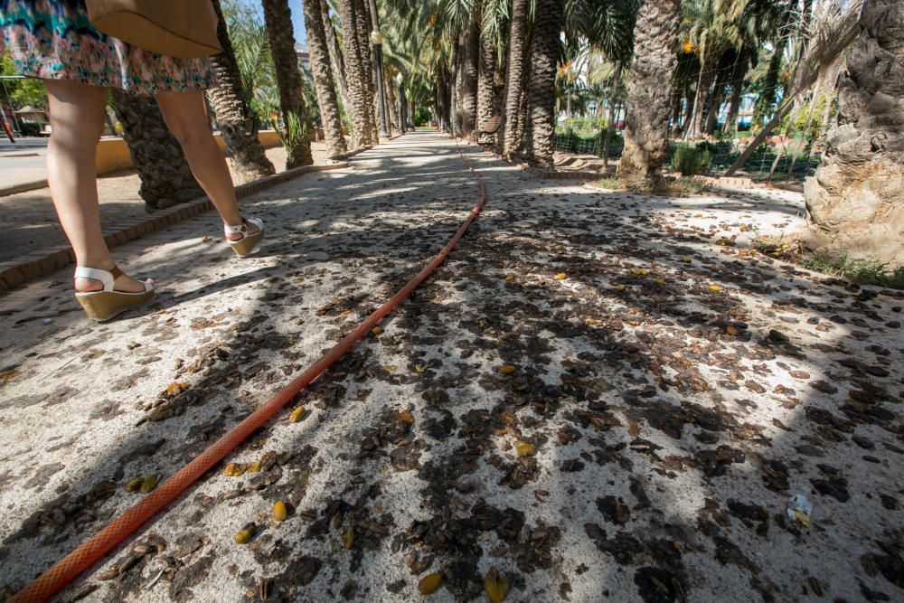 Suciedad en las calles de Elche por los dátiles