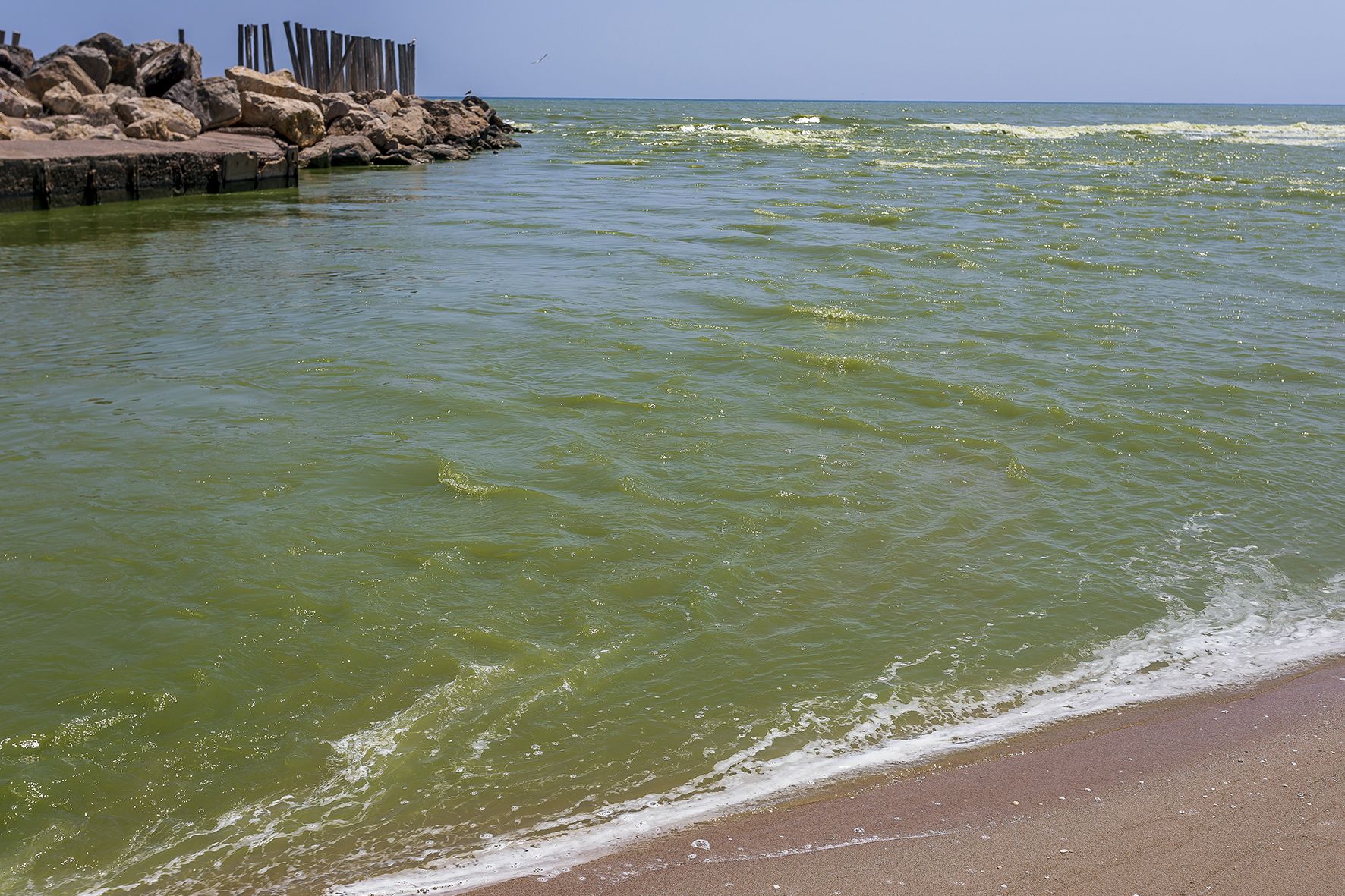 Vertido de agua verde en la playa del Perellonet