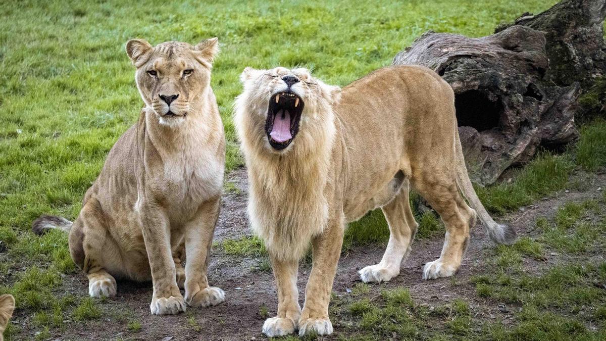 Leonas en Bioparc.