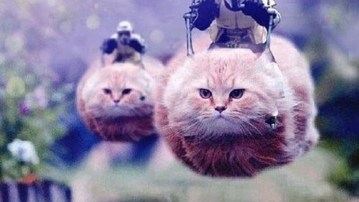 Gatos #BrusselsIsLockDown