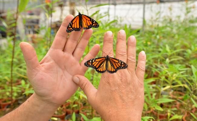 MARIPOSAS GRANJA