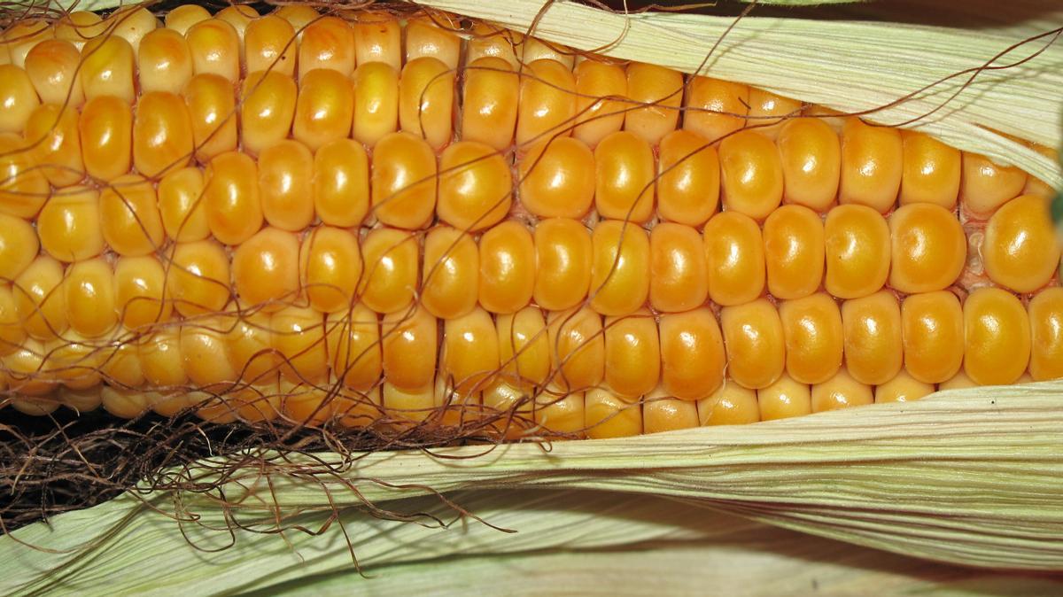Todas las partes de las mazorcas de maíz son aprovechables